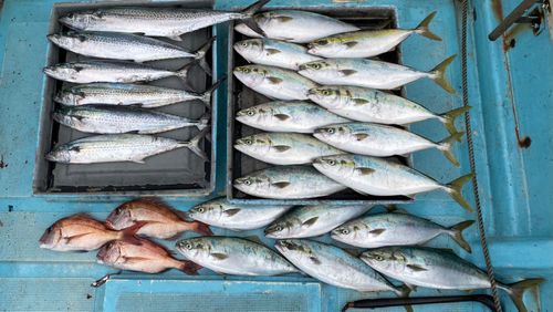 サワラの釣果