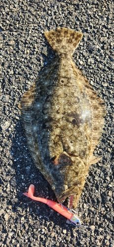 ヒラメの釣果