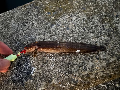 ムスジガジの釣果