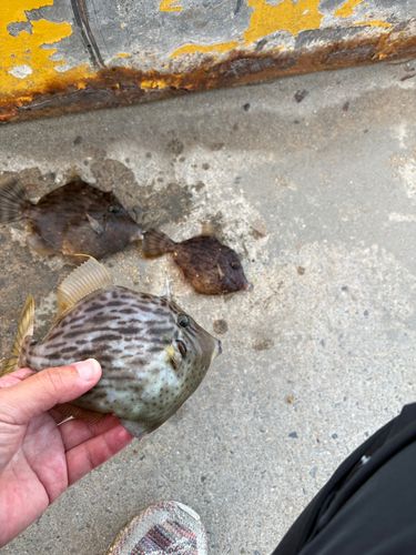 カワハギの釣果