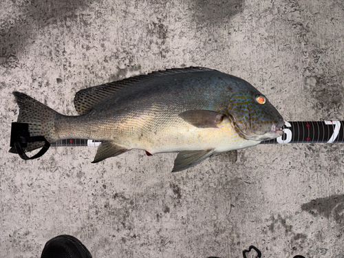 コロダイの釣果