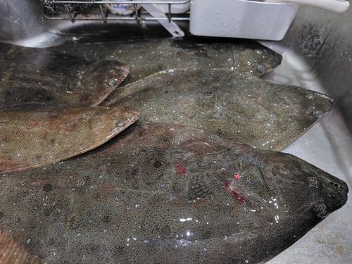 ヒラメの釣果