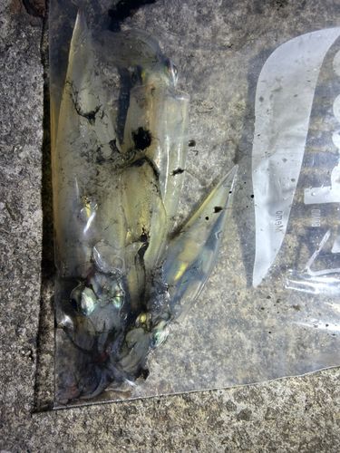 イカの釣果