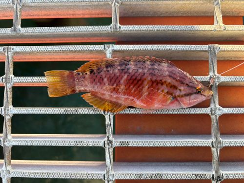 アカササノハベラの釣果