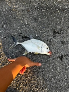 ロウニンアジの釣果