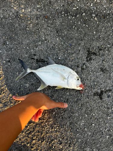 ロウニンアジの釣果