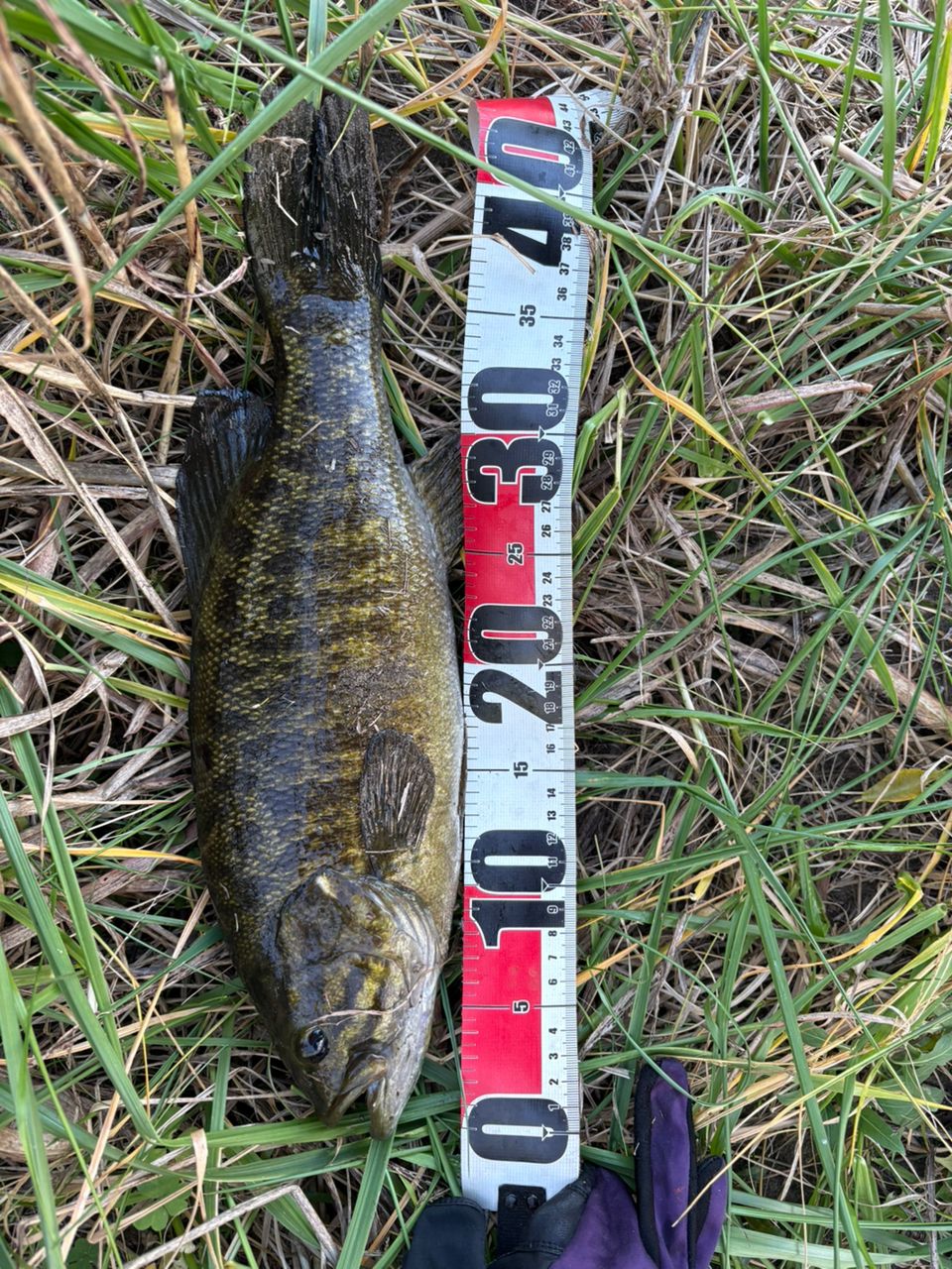 スモールマウスバス