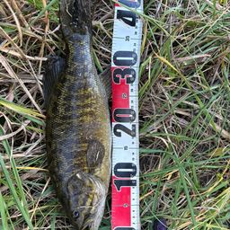 スモールマウスバス