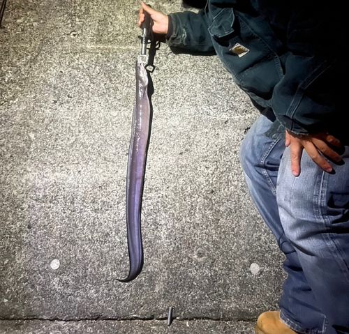 マアナゴの釣果