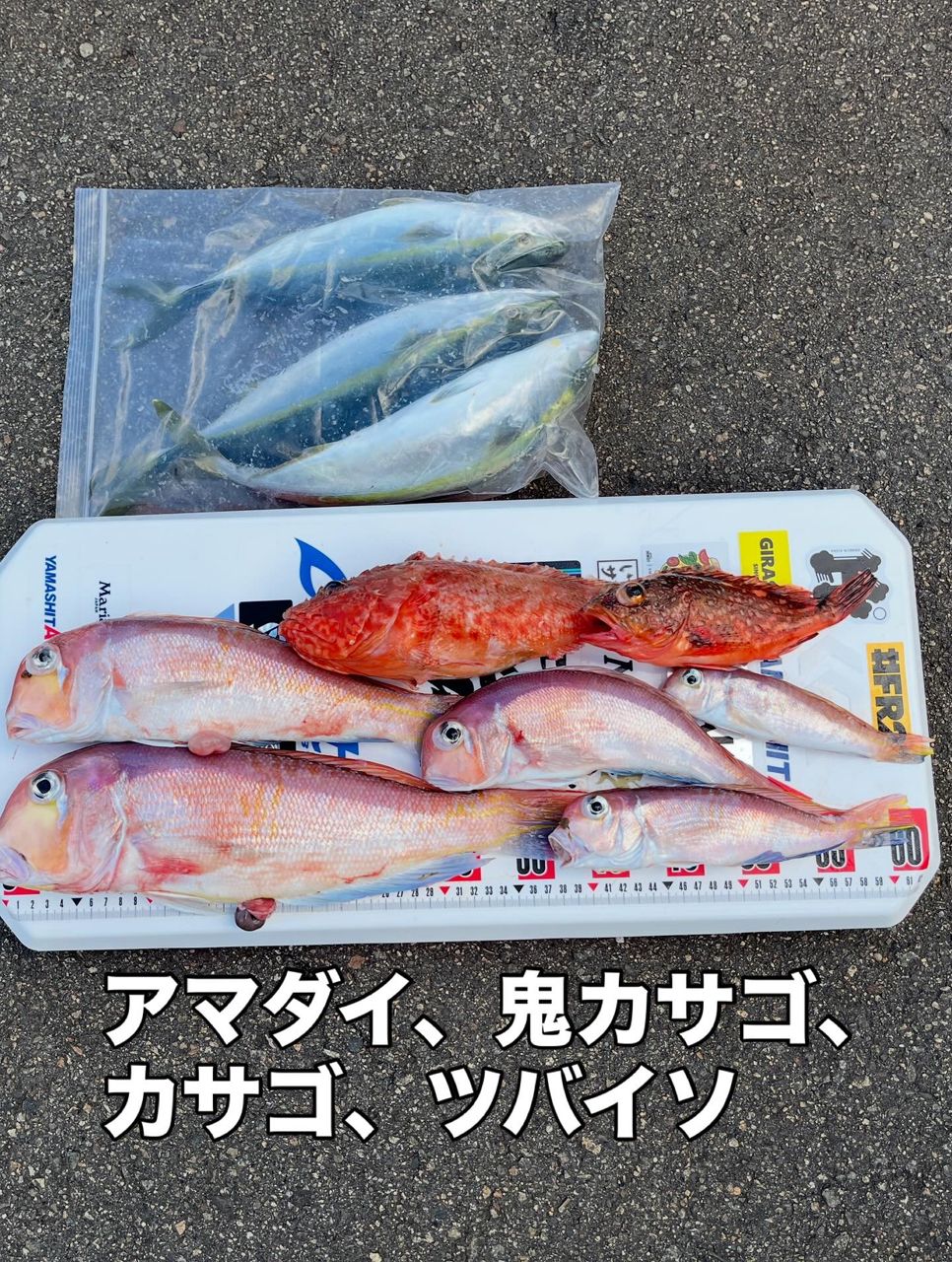 DAIWA 19アナリスター ライトゲーム 73 H-190・Yの最安値・インプレ