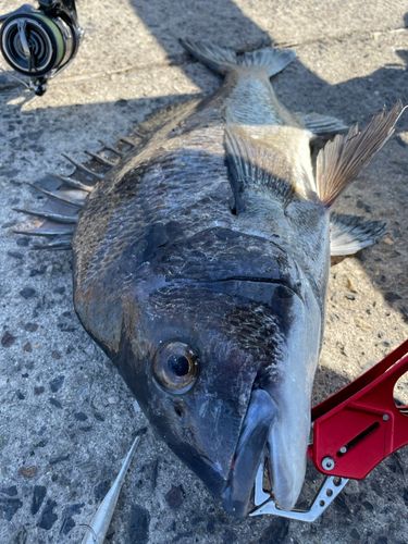 チヌの釣果