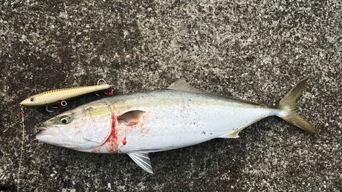 ヤズの釣果