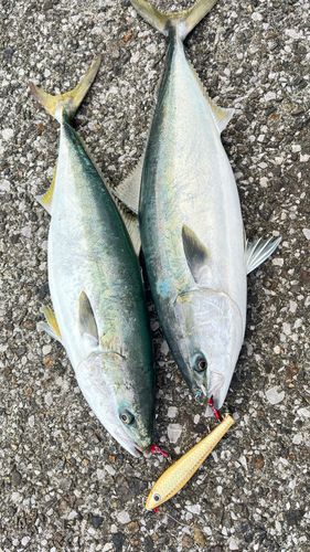 ヤズの釣果