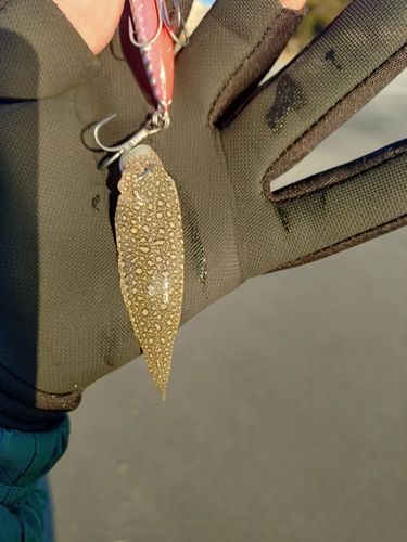 シタビラメの釣果