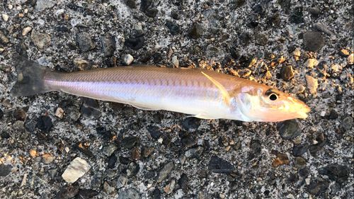 シロギスの釣果