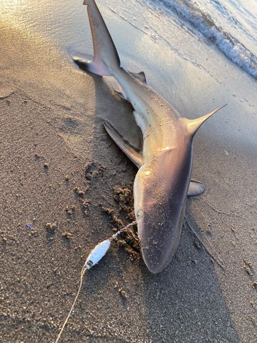 サメの釣果