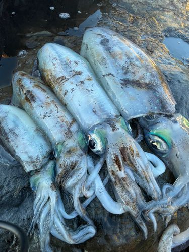 アオリイカの釣果