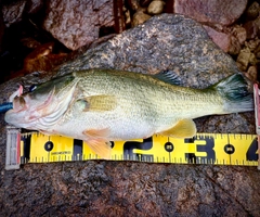 ブラックバスの釣果