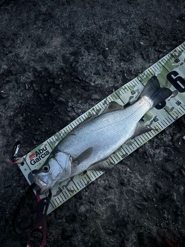 ヒラスズキの釣果