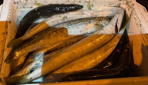 カマスの釣果