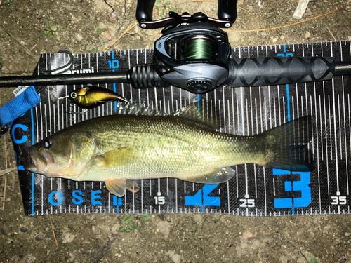 ブラックバスの釣果