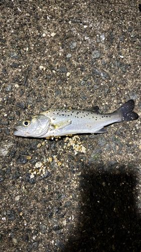 セイゴ（タイリクスズキ）の釣果