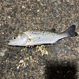 セイゴ（タイリクスズキ）