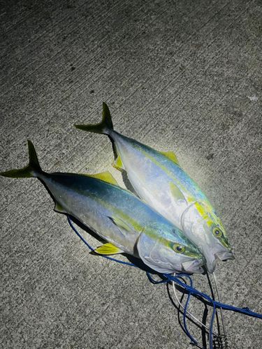 ハマチの釣果
