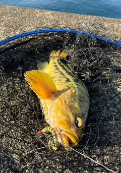 シマゾイの釣果