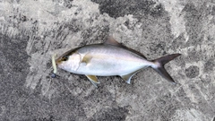 カンパチの釣果