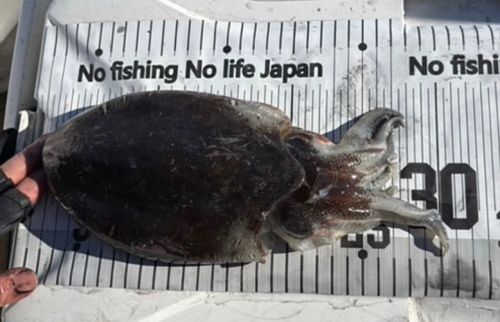 モンゴウイカの釣果