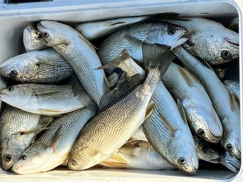 イシモチの釣果