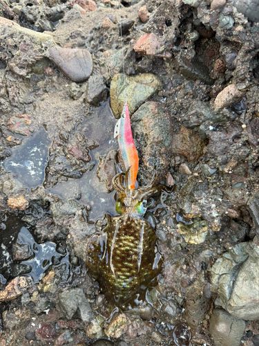 アオリイカの釣果