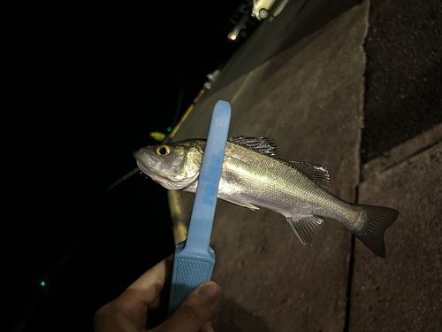 セイゴ（マルスズキ）の釣果