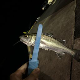 セイゴ（マルスズキ）