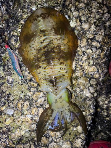 アオリイカの釣果