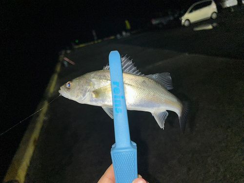 セイゴ（マルスズキ）の釣果