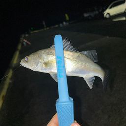 セイゴ（マルスズキ）