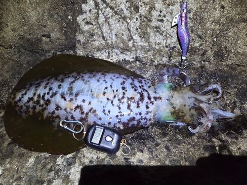 アオリイカの釣果