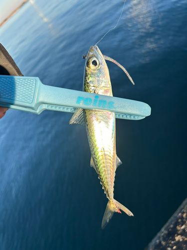 サバの釣果