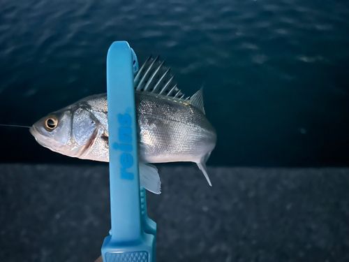 銚子マリーナ堤防