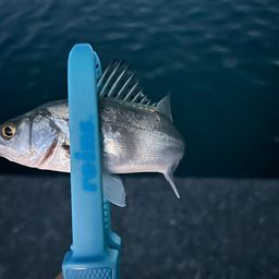 セイゴ（マルスズキ）