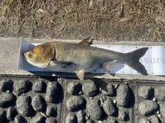 ハクレンの釣果