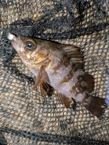 クロメバルの釣果