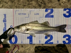 セイゴ（マルスズキ）の釣果