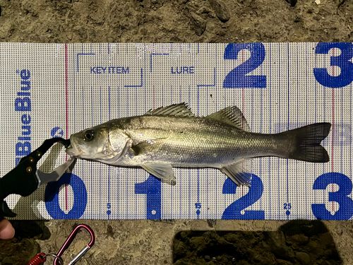 セイゴ（マルスズキ）の釣果