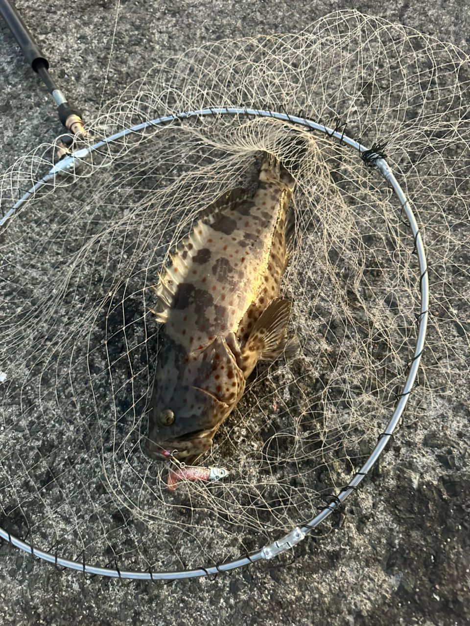 チャイロマルハタ