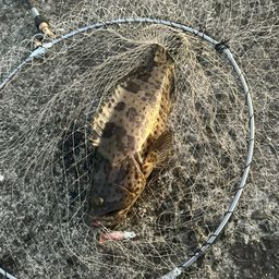 チャイロマルハタ