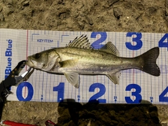 セイゴ（マルスズキ）の釣果