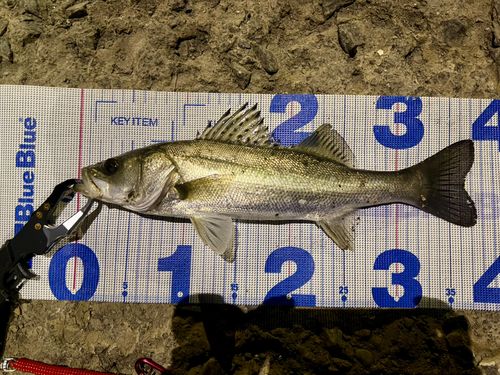 セイゴ（マルスズキ）の釣果